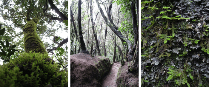 Stezka smyslů Anaga Tenerife