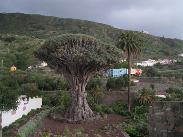 Drago Millenaria, Icod de los Vinos, Tenerife