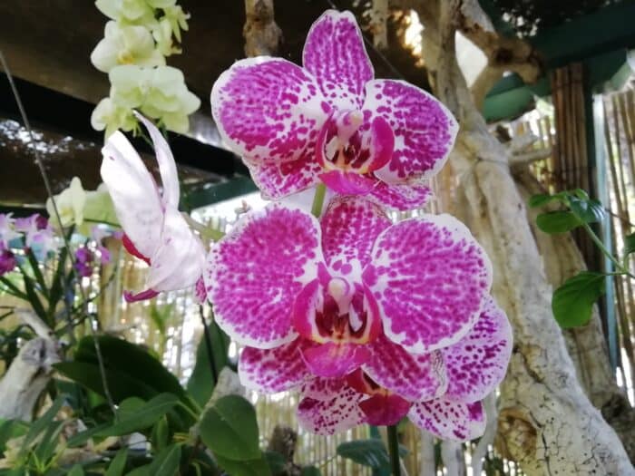 Orchidejová zahrada Jardín Sitio Litre, Puerto de la Cruz, Tenerife