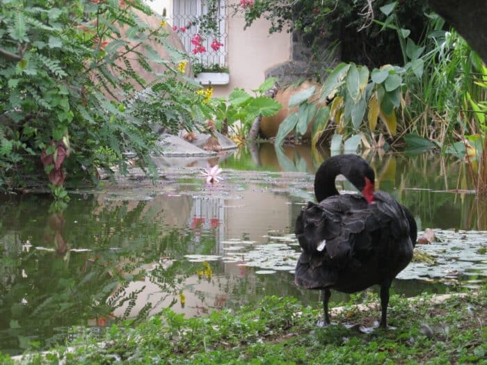 Jardín aquatico, uerto de la Cruz, Tenerife