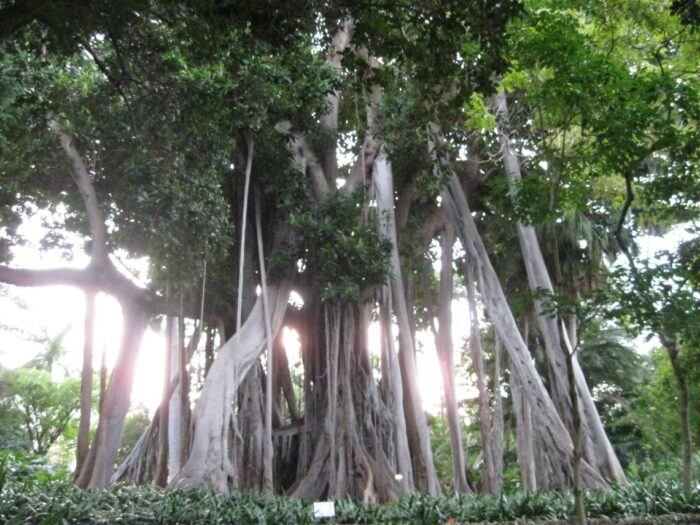 Jardin Botanico, uerto de la Cruz, Tenerife