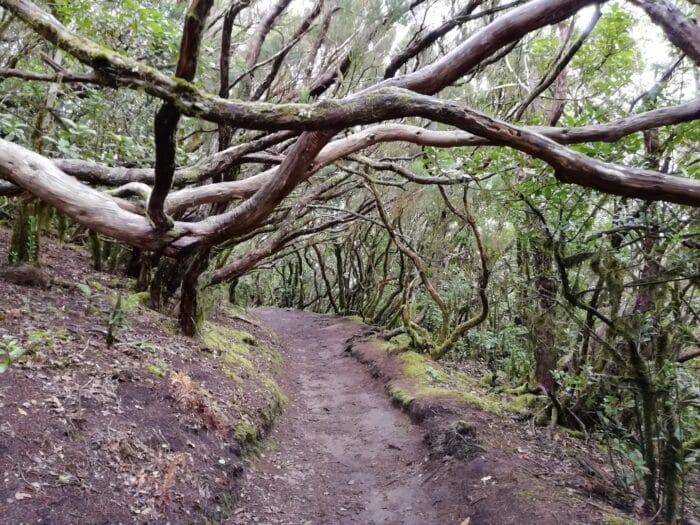 Stezka Kouzelný les, Anaga, Tenerife