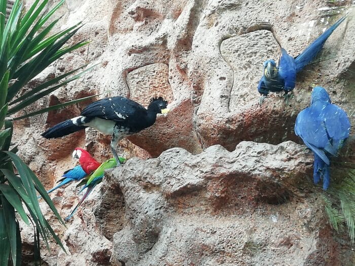 Zoo Loro Parque, Puerto de la Cruz, Tenerife