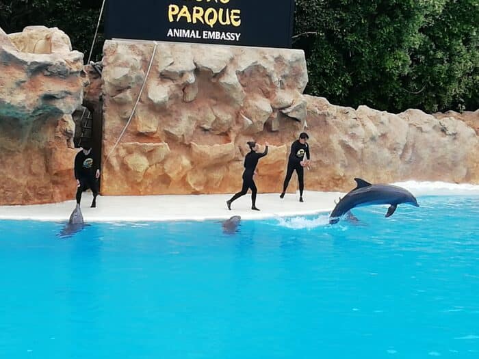 Vystoupení delfínů v Loro Park, Puerto de la Cruz, Tenerife