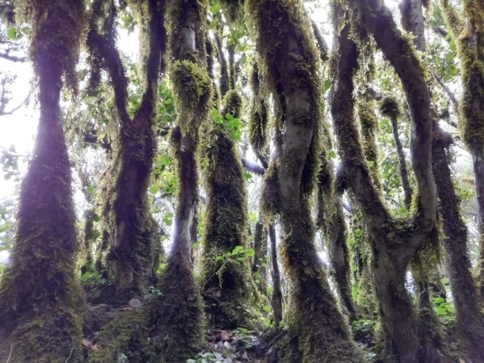 Misty laurel forests in the Anaga Mountains of Tenerife