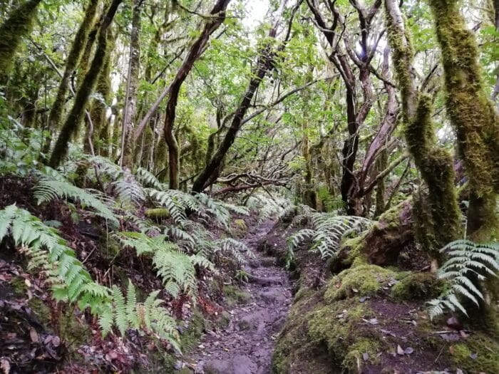 Bujný vavřínový les v pohoří Anaga na Tenerife