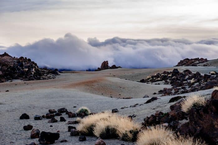 Sparse vegetation on El Teide