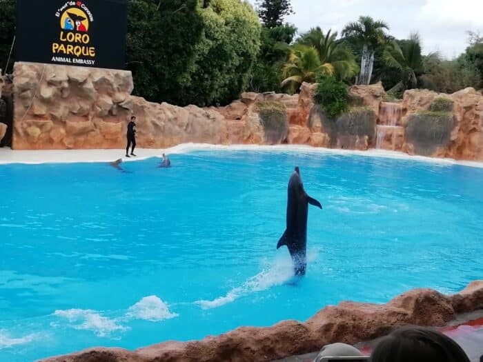 Skákající delfín na vystoupení delfínů v Loro Parku na Tenerife