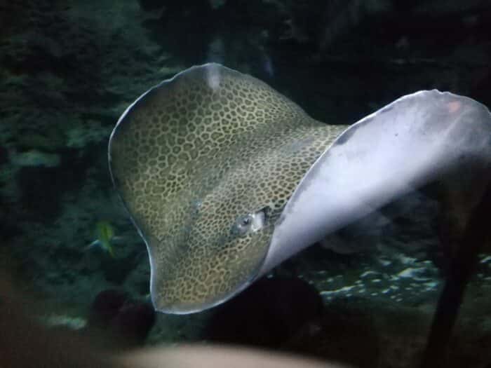 Rejnok v podmořském tunelu v Loro Parku na Tenerife