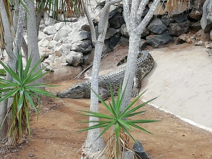 Krokodýl v Monkey park Tenerife