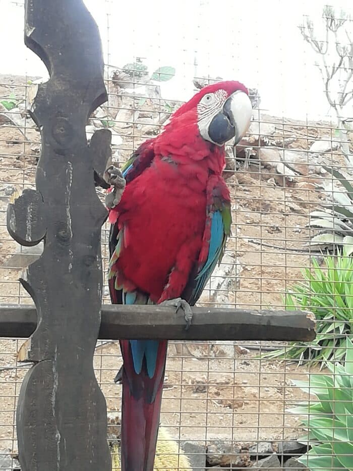Papoušek v Monkey park Tenerife