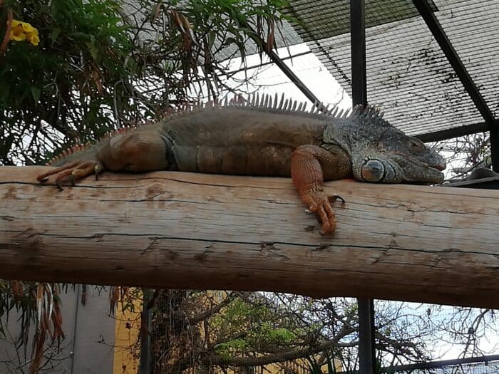 Leguán v Monkey park Tenerife