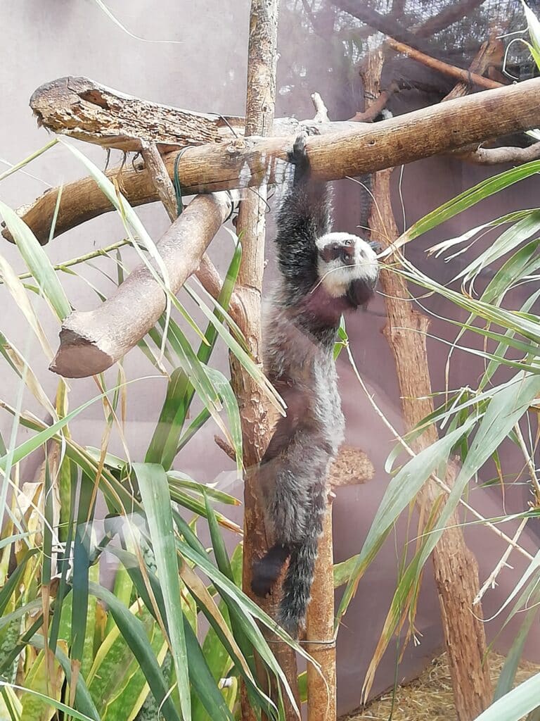 Monkey park Tenerife