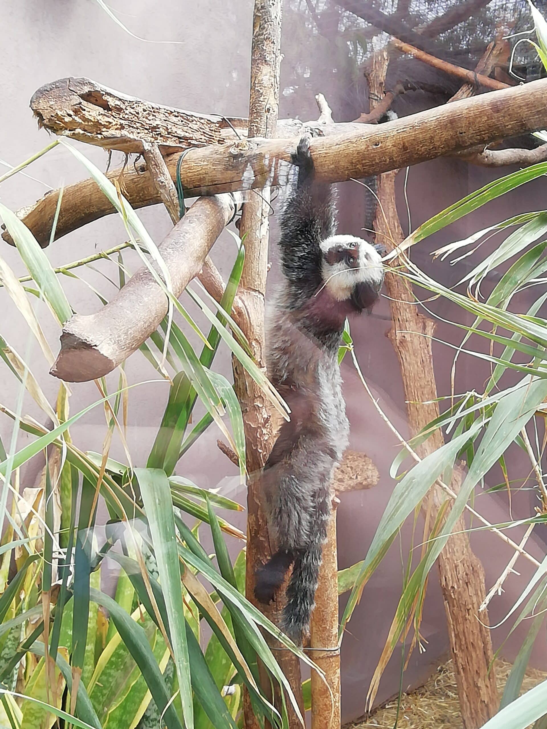 Monkey park Tenerife