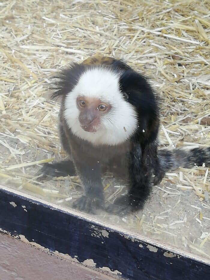 Opička v Monkey park Tenerife