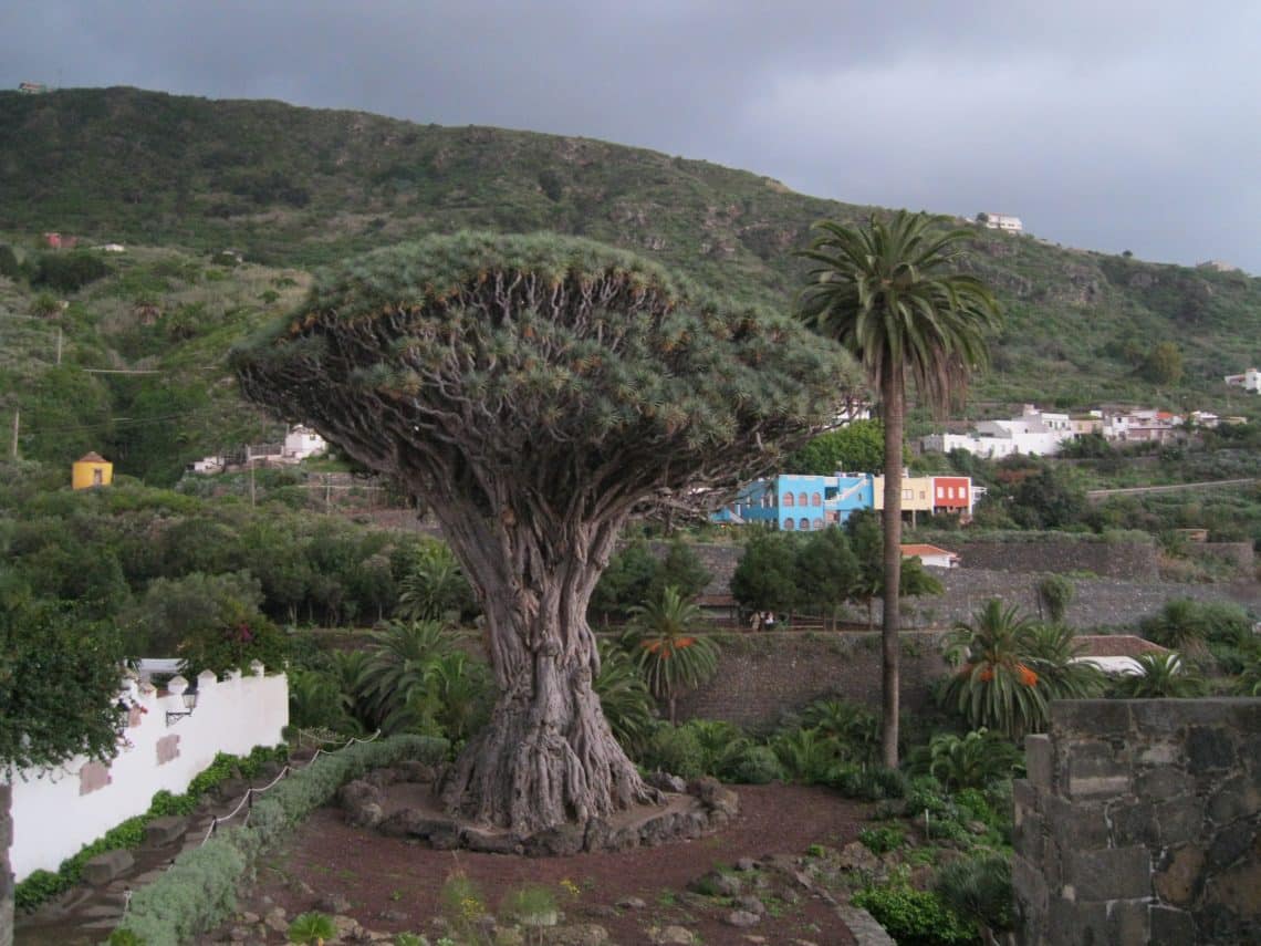 Slavný "tisíciletý" dračinec v Icod de los Vinos na Tenerife.