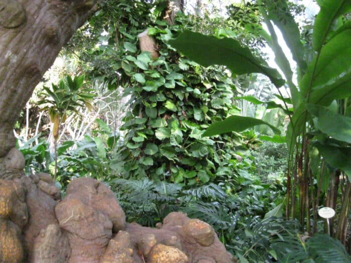 Bujné zelené zákoutí v botanické zahradě v Puerto de la Cruz na Tenerife